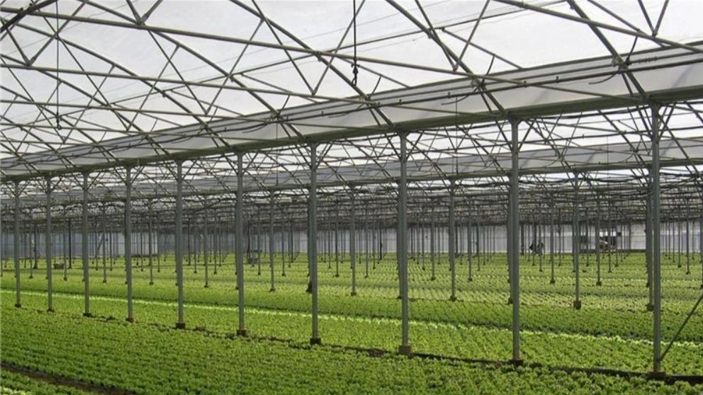 گلخانه مدرن باقری در اصفهان