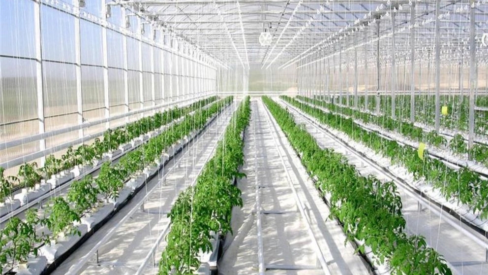 گلخانه مدرن باقری در اصفهان