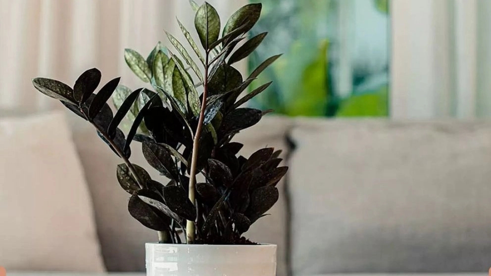 گیاه زامفولیا بلک