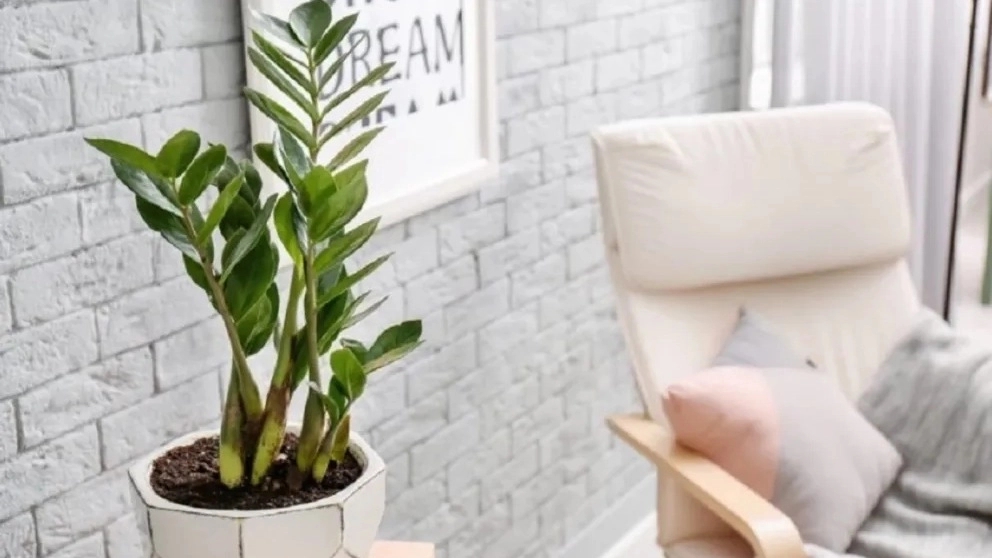 گیاه زامفولیا بلک