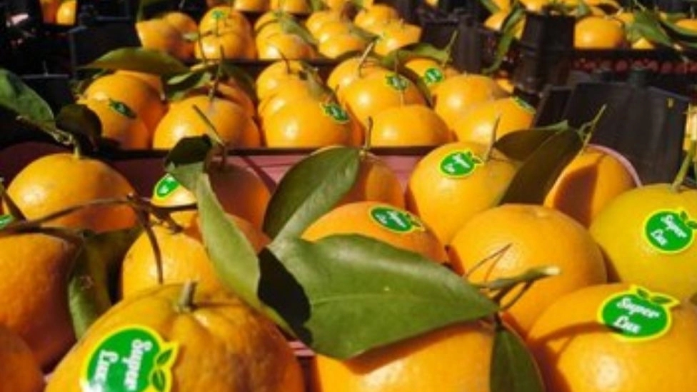 نکات مهم بسته بندی میوه های صادراتی