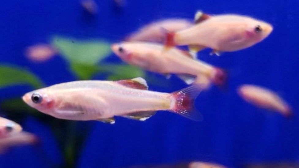 انواع ماهی های آکواریومی
