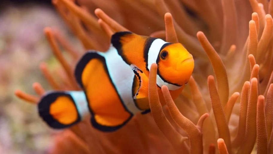 انواع ماهی های آکواریومی