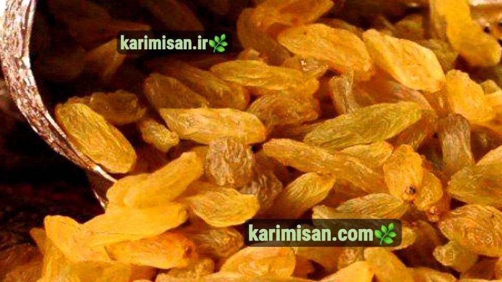 فروش عمده و صادرات کشمش زرد قلمی