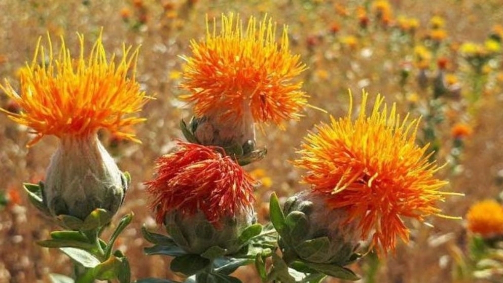 همه چیز درباره گیاه گلرنگ