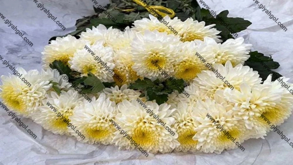 گل داوودی خوشه ای