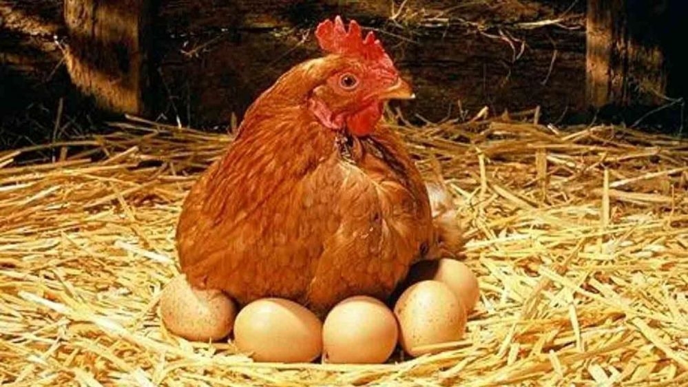 ویژگی‌ها و خواص مرغ سوپر چیکن