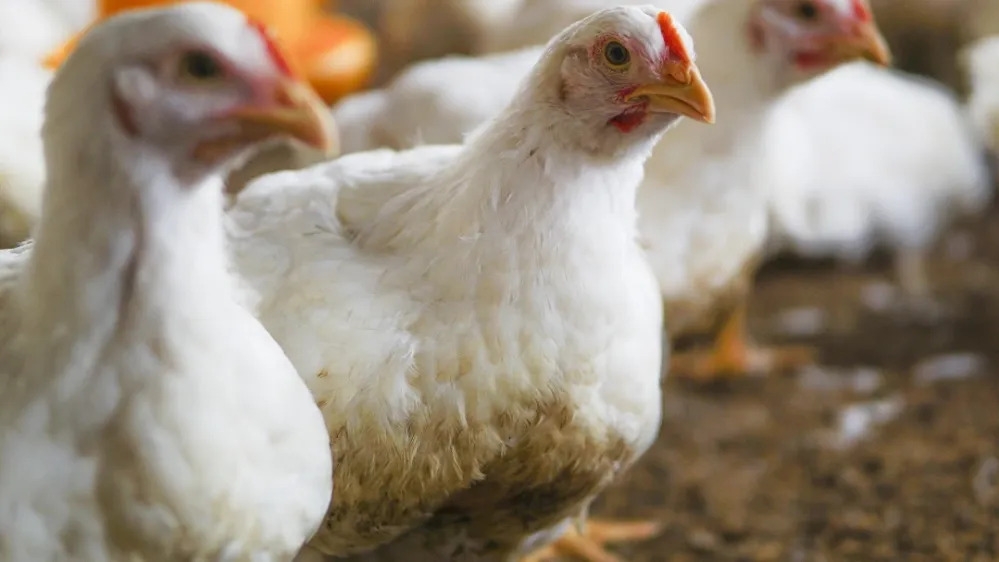 بررسی طعم مرغ ارگانیک سوپر چیکن