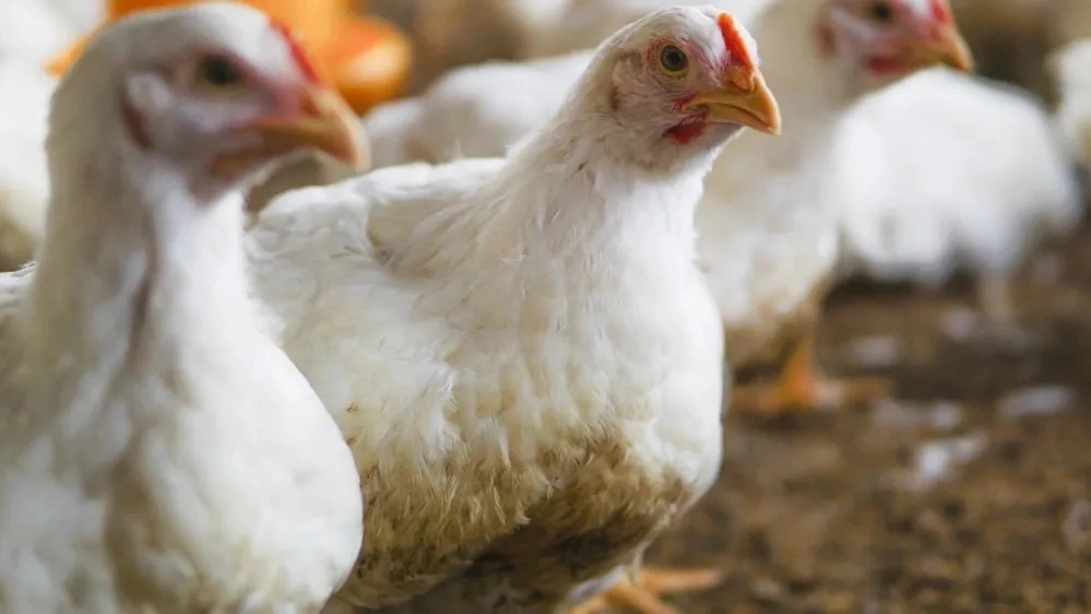 بررسی طعم مرغ ارگانیک سوپر چیکن