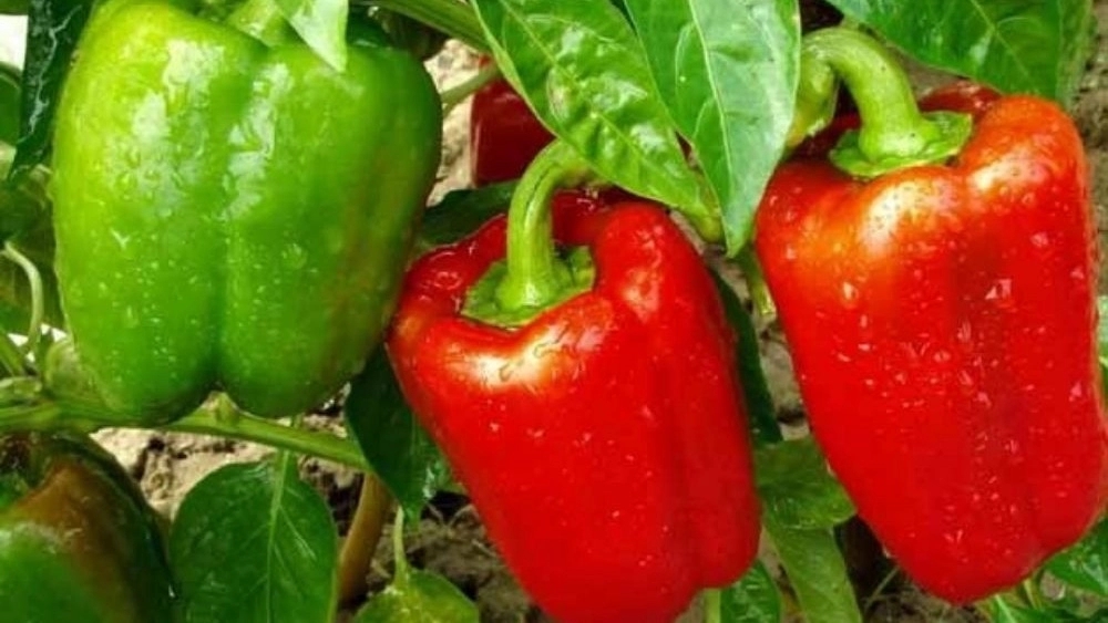 مزایای فلفل دلمه ای