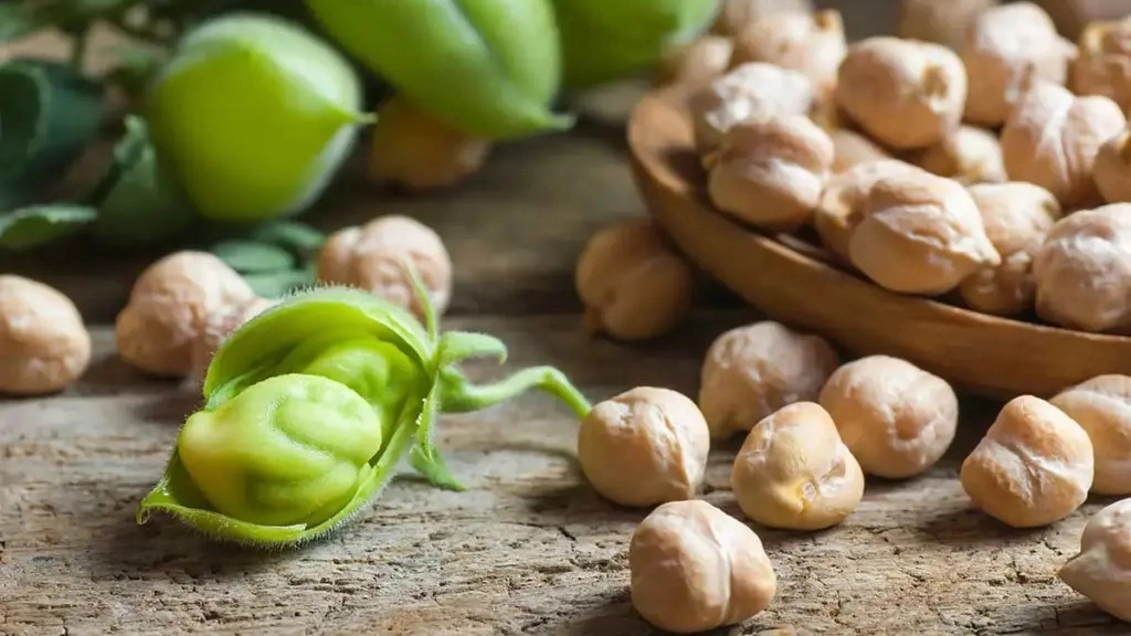 شرکت پخش نخود بذری درشت