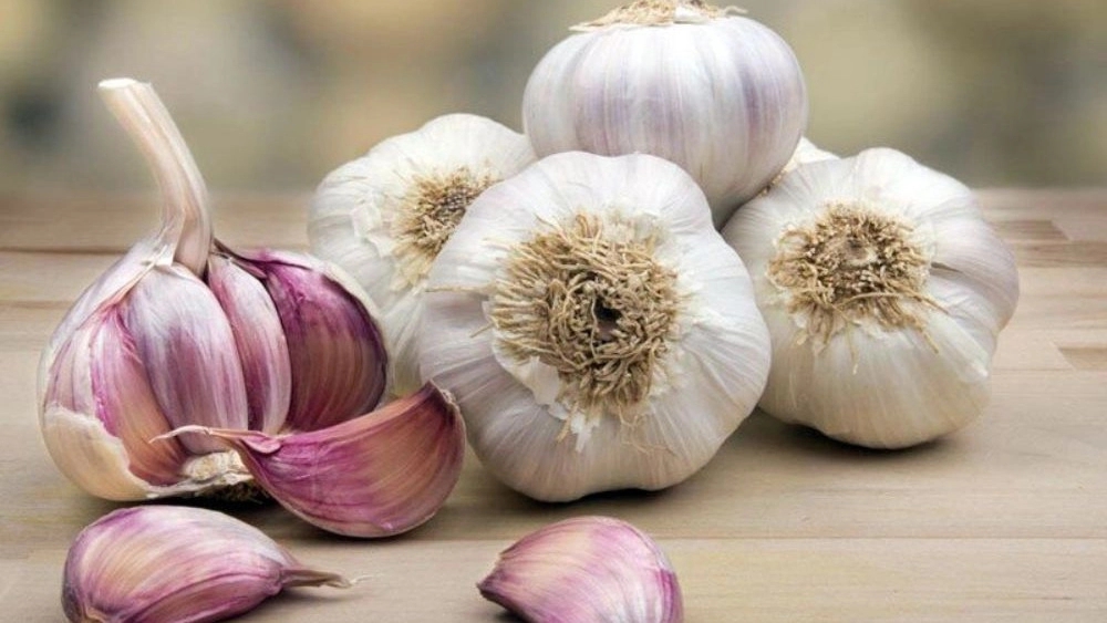 راهنمای کامل خرید سیر خشک نکات مهم برای انتخاب بهتر