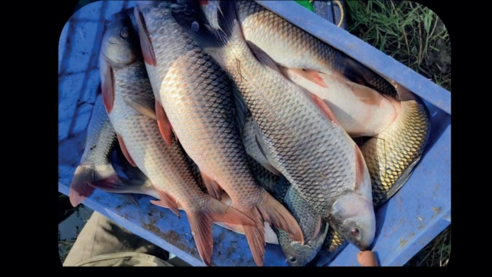 صادرات انواع ماهی دریایی در اهواز خوزستان