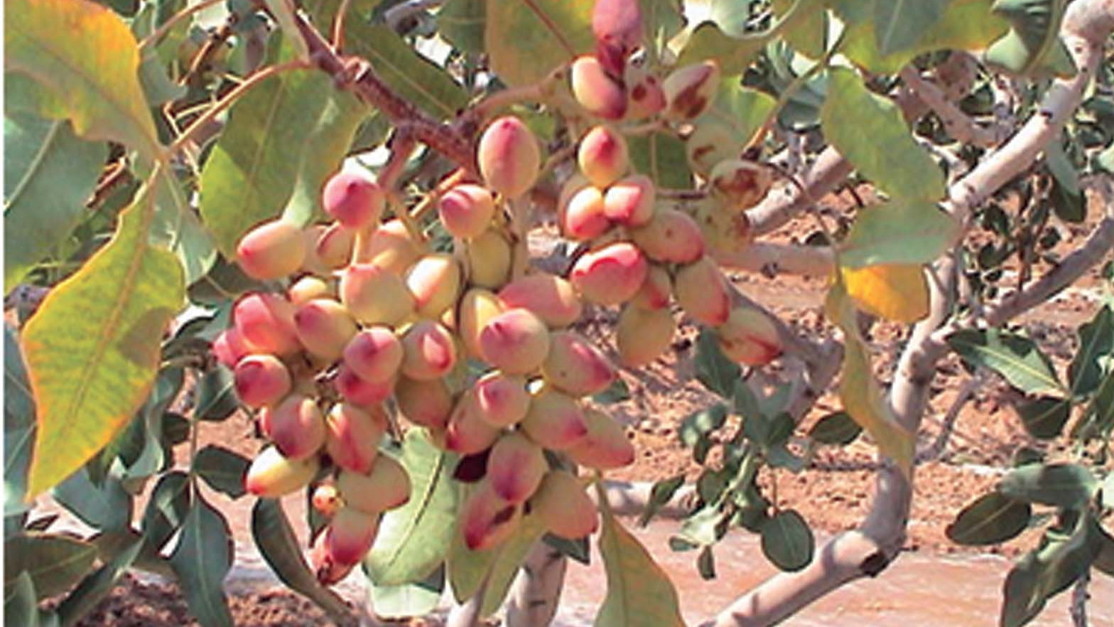 نهالستان پسته مرادی