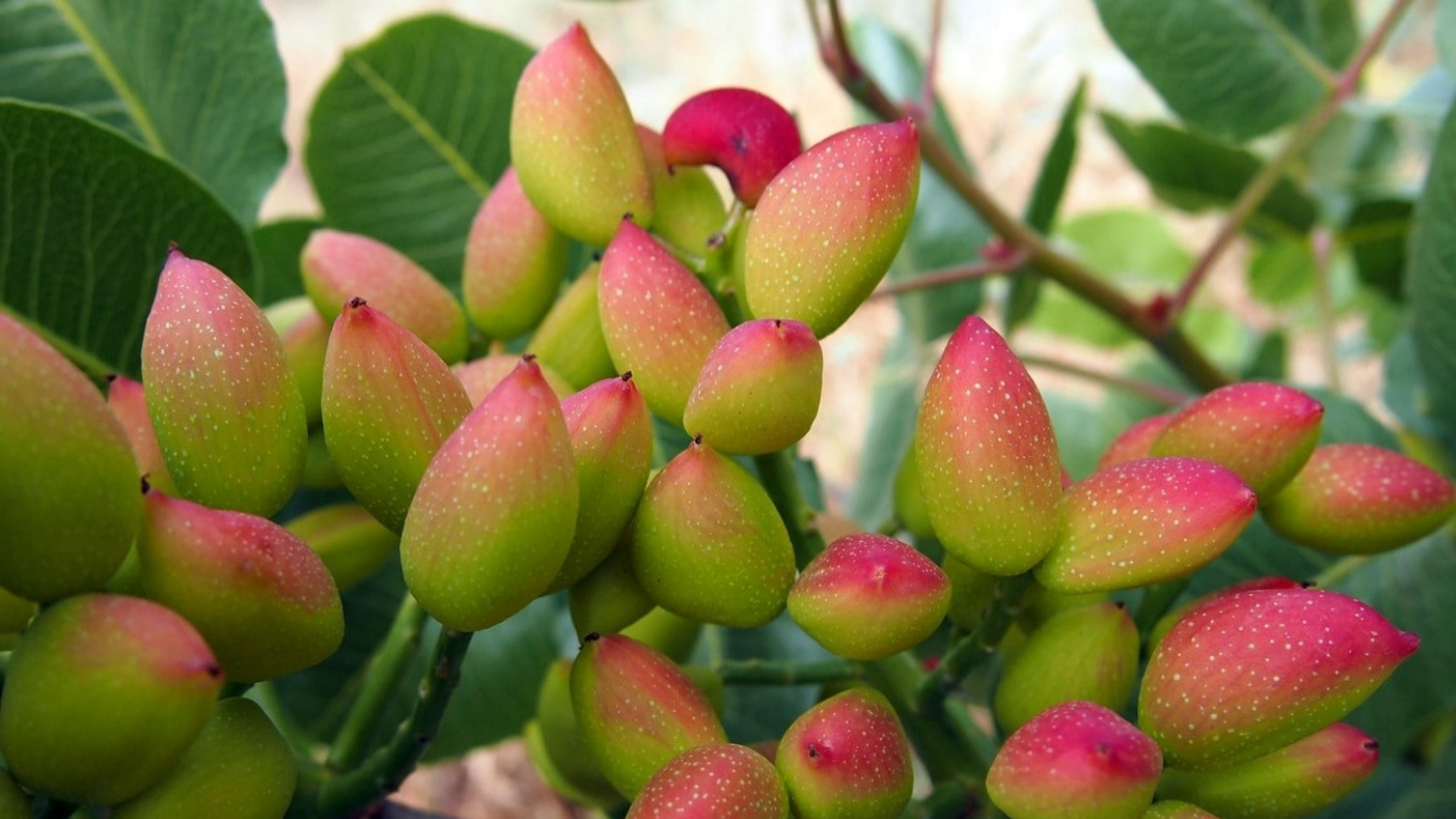 نهالستان پسته مرادی