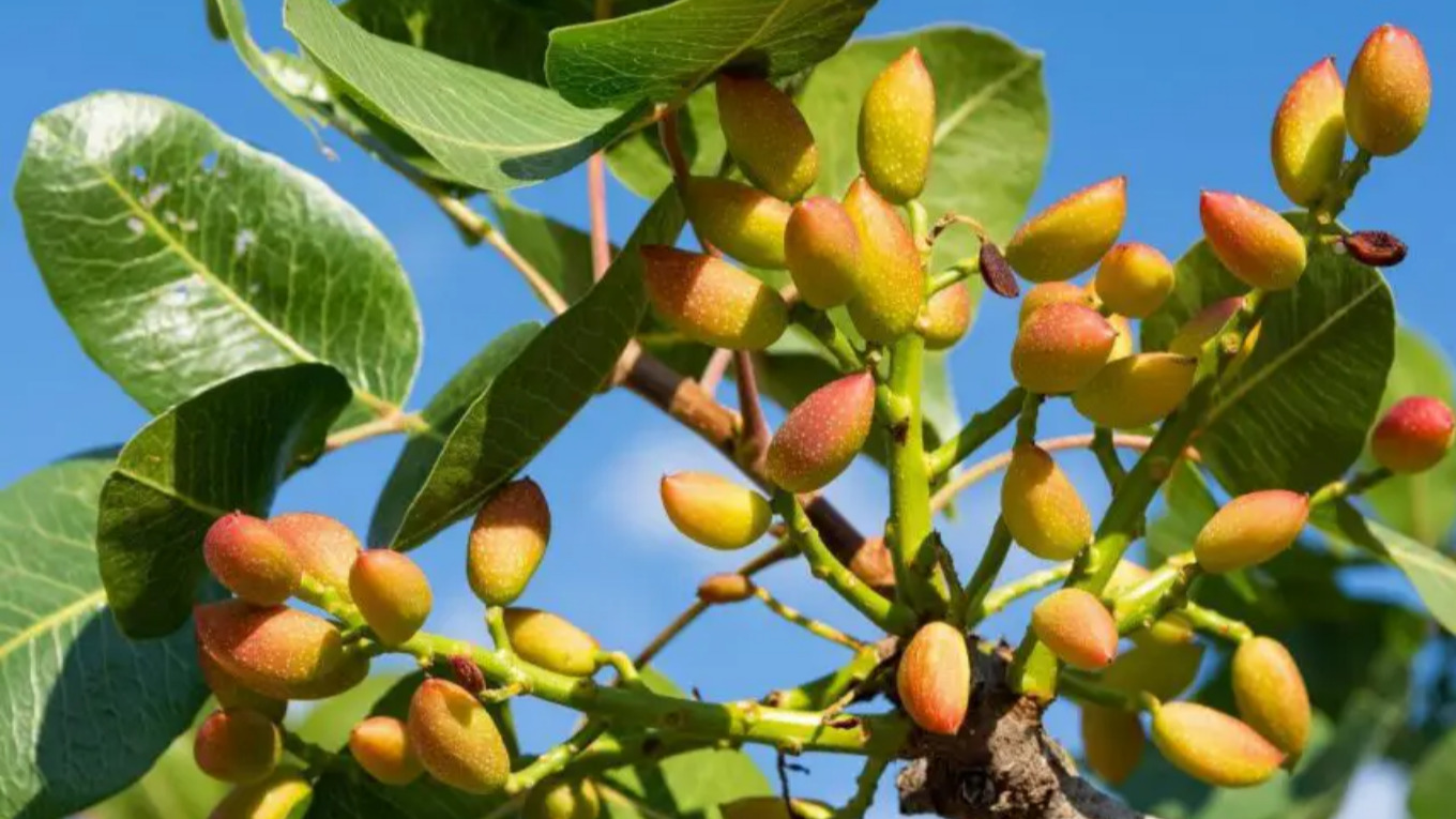 نهالستان پسته مرادی