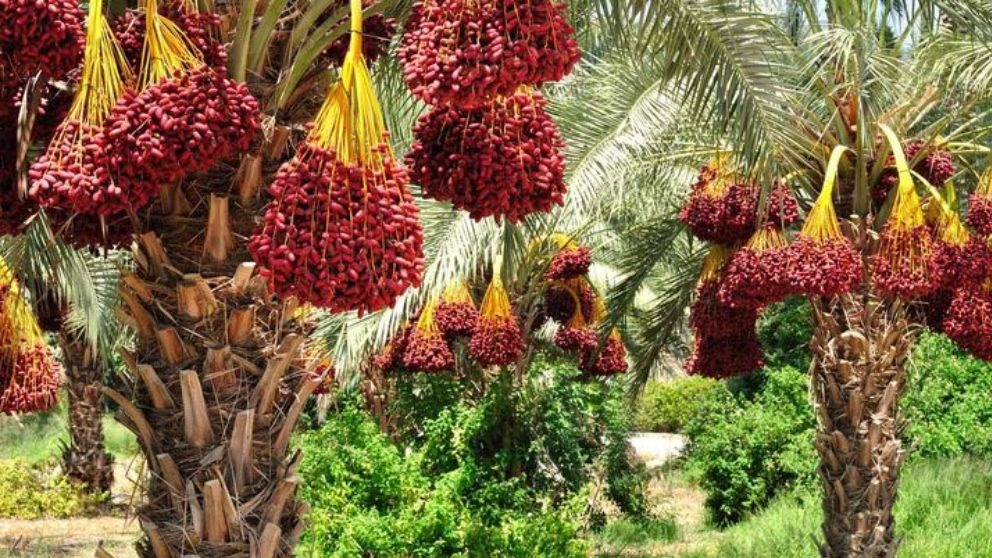 نخلستان خرمای پیارم آروین