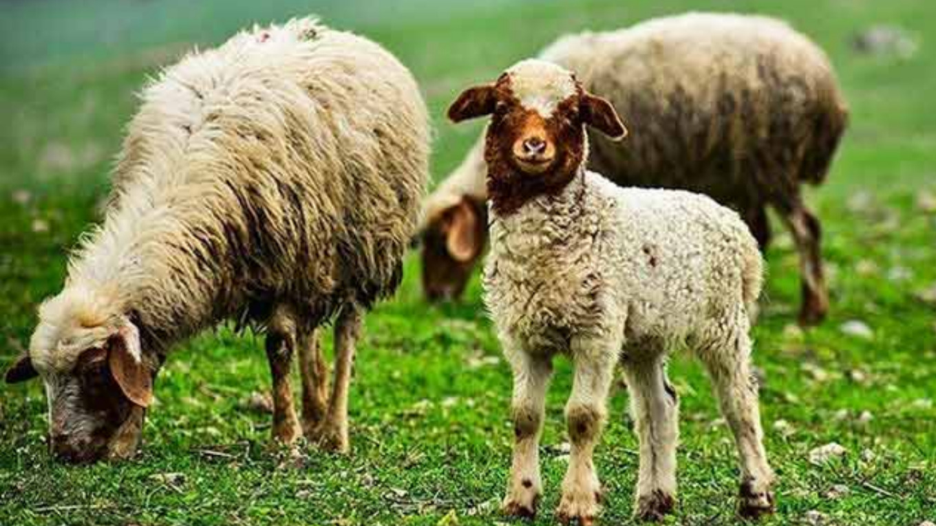 نکات مهمی که در پرورش گوسفند باید در نظر بگیریم