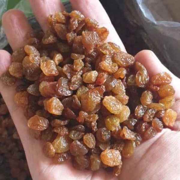 فروش عمده کشمش پلویی بیدانه