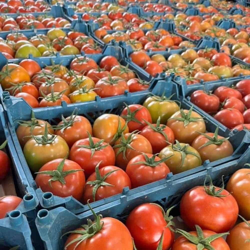 گوجه هوای باز ۸۳  ۲۰