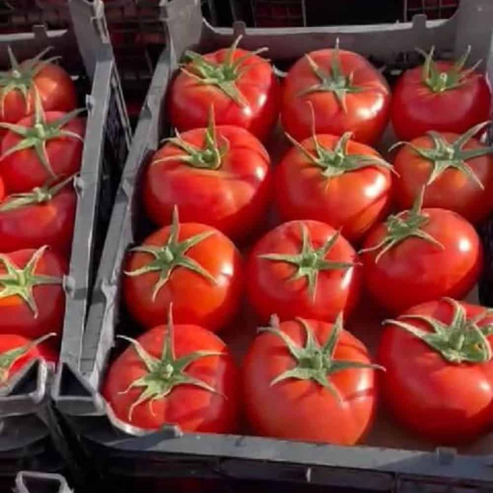 گوجه گلخانه ای  ۴۱۲۹  لوکس صادراتی دورنگ