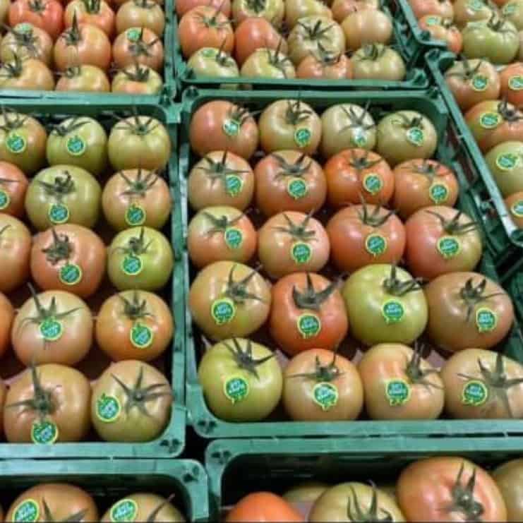 گوجه فرنگی گلخانه ای
