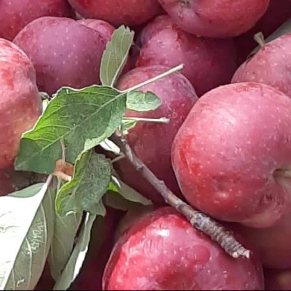 سیب درختی لوکس