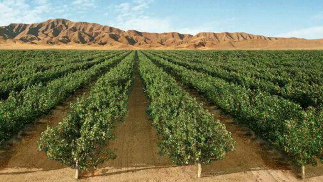 چگونه نهالستان احداث کنیم ؟