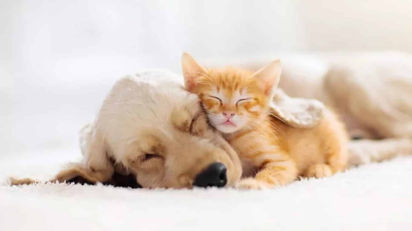 واکسیناسیون سگ و گربه خانگی