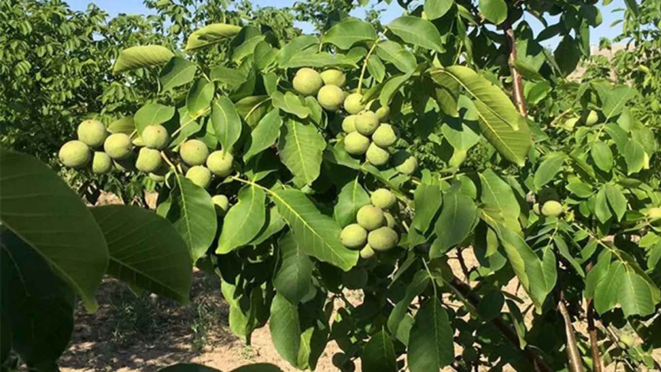 شرایط اصلی پرورش درخت گردو