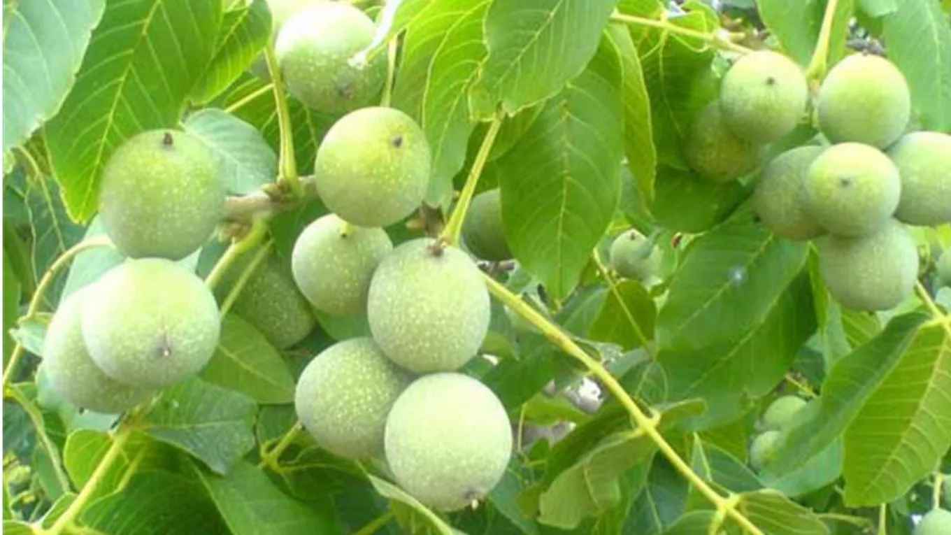 آموزش کاشت نهال گردو