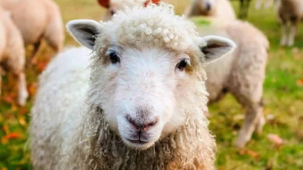 مشخصات دام سالم و ویژگی‌های ظاهری آن