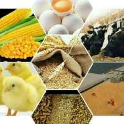 شرکت تعاونی ،تولیدکنندگان خوراک دام و طیور در کرمان