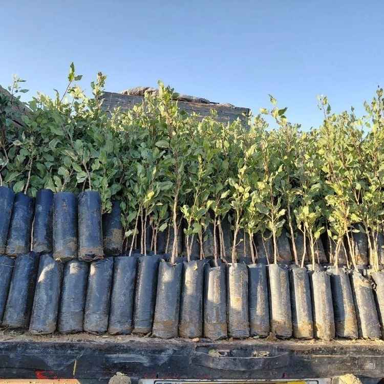 تحت عنوان بذر مورد استفاده نهالستان