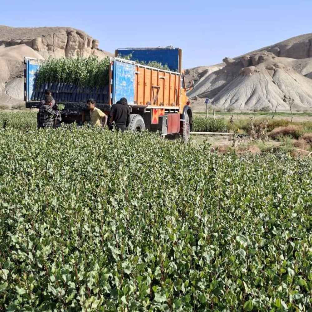 تحت عنوان بذر مورد استفاده نهالستان