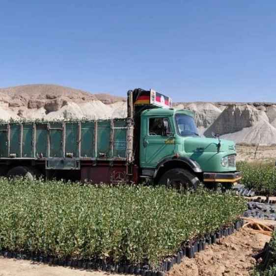 تحت عنوان بذر مورد استفاده نهالستان