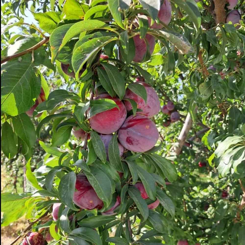 نهالستان