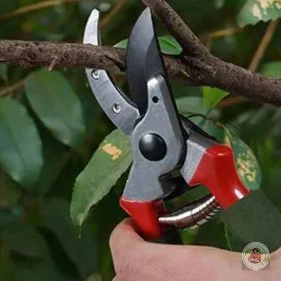 قیچی باغبانی