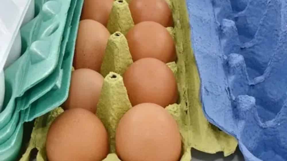 هزینه راه‌ اندازی خط تولید شانه تخم‌ مرغ در کرج