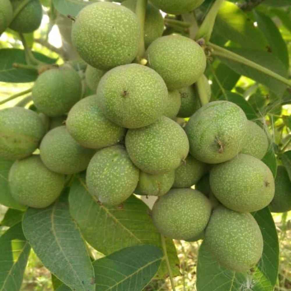 فروش نهال میوه اصلاح شده