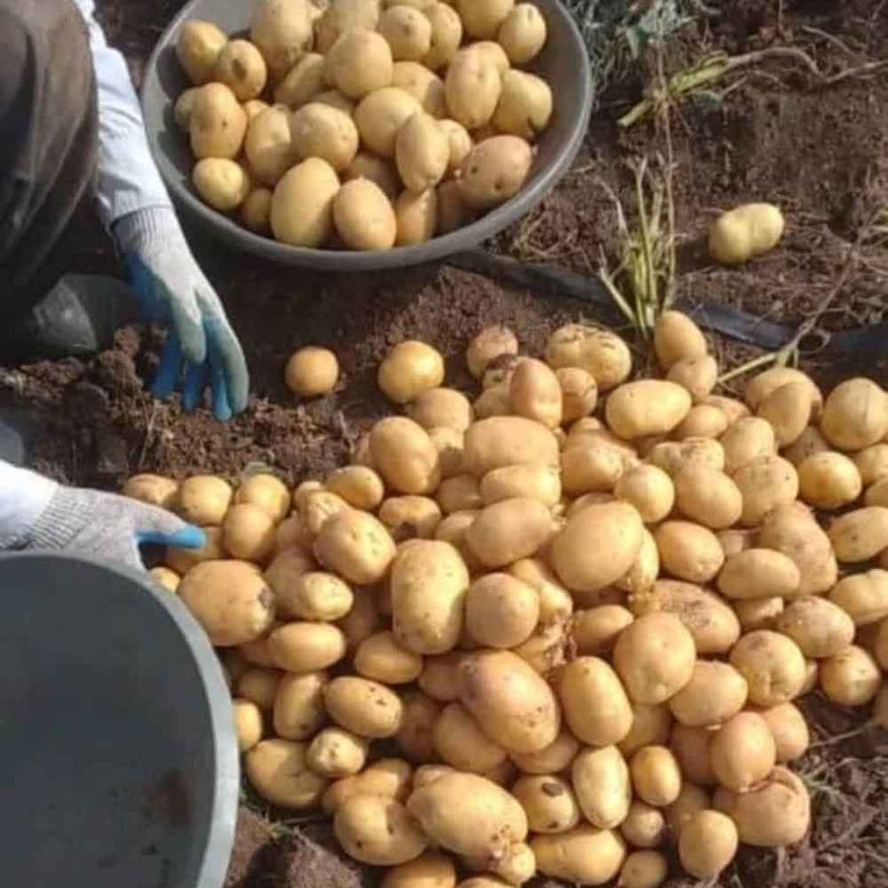 مجموعه تک آغاج