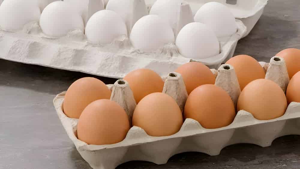 سودآوری تولید شانه تخم مرغ با ظروف لبنی شاه صنم