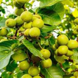 تولید و عرضه نهال های پیوندی و اصلاح شده نگین نهال در میاندوآب