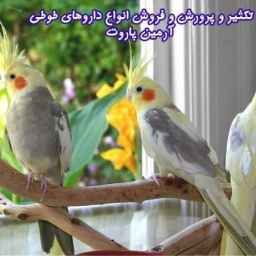 تکثیر و پرورش و فروش انواع داروهای طوطی آرمین پاروت در رشت