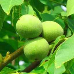 نهالستان مهندس حسینی