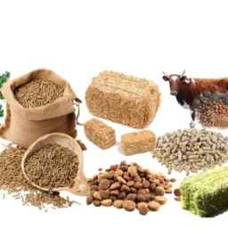 خوراک دام محمدشجاعی، فروش خوراک دام ذرت و علوفه در گرگان سرخن کلاته