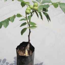 نهالستان طبیعت سبز