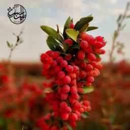 نگین سرخ