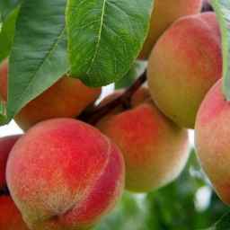 هلو افرا کوه