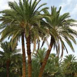 نخل ماهر نواصری